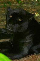 Black Jaguar