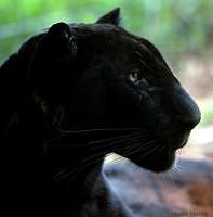 Black Leopard