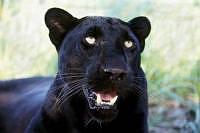 Black Panthers Habitat
