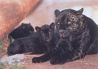 Black Panther - Mom and Cubs