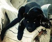 Endangered Black Panther